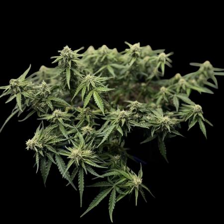 2x Futur #1 Auto