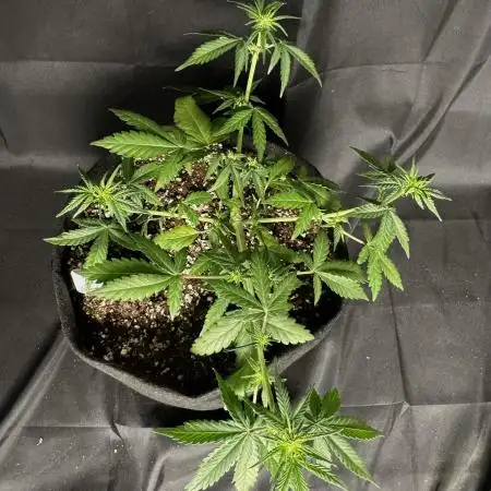 Strawberry cheesecake