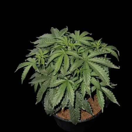 Cookies Apple Og F1 auto