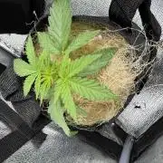 Izi diesel génétique #2