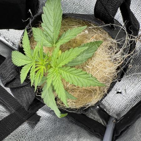 Izi diesel génétique #2