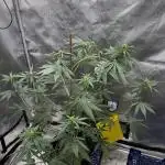 FrostBanger Auto