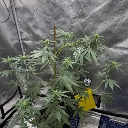 FrostBanger Auto