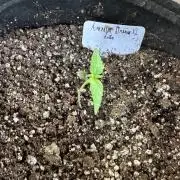 Amnésies Dream XL Auto