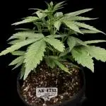 Ak-47 auto