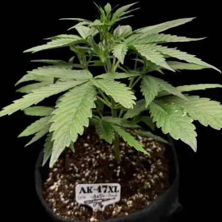 Ak-47 auto