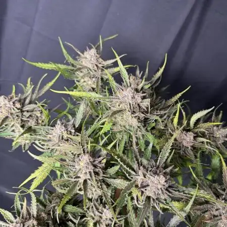Auto Moon Rock