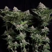 Sour Diesel