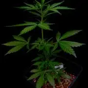 Trainwreck 002
