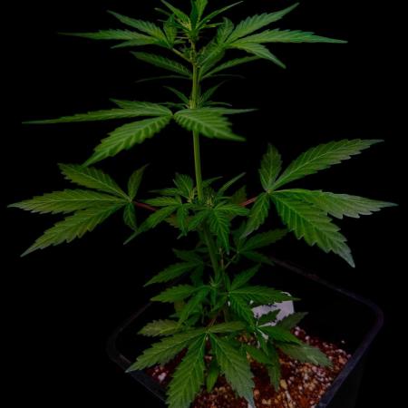 Trainwreck 002