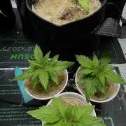 Sunset Sherbet Go Fast