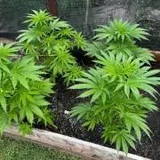 3 Strains 4 plants