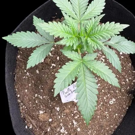 LSO:Purple punch Auto