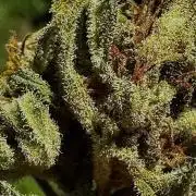 Black Dog Auto