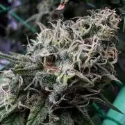 Pure skunk Go Fast