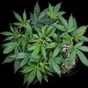 ?Delicious Cookies Auto #3?