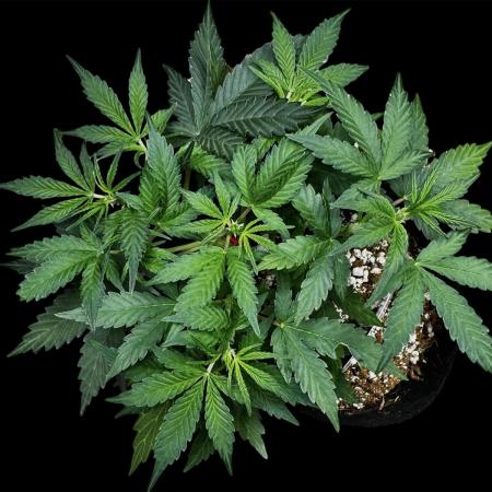?Delicious Cookies Auto #3?