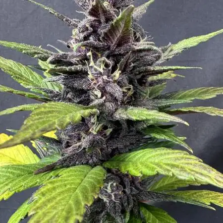 Devil Cream auto