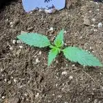 Opiom Auto