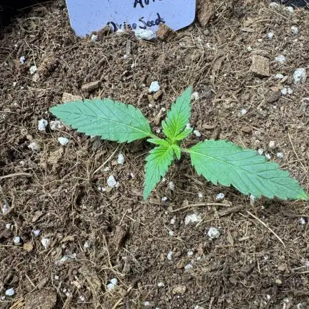 Opiom Auto