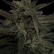 SuperBoof