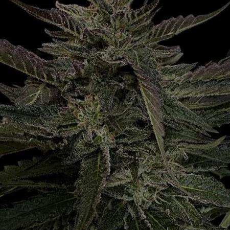 SuperBoof