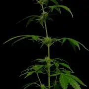 Trainwreck 002