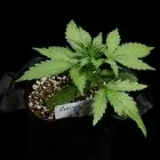 ?Delicious Cookies Auto #3?