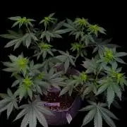 Grape Glacier