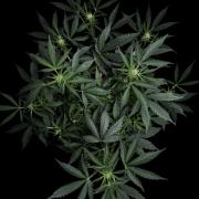 ?Delicious Cookies Auto #3?