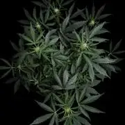 ?Delicious Cookies Auto #3?