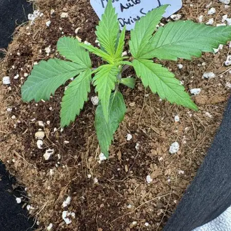 Moon Rock auto #3