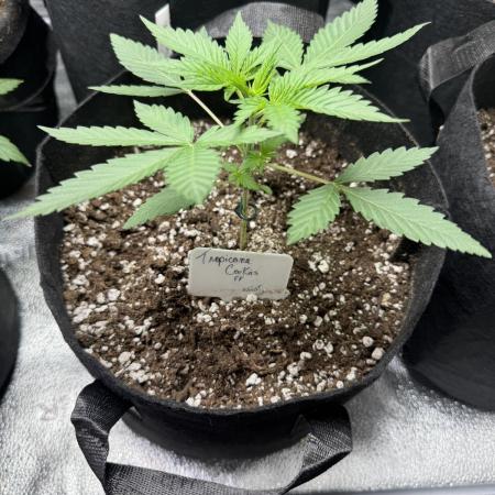 Tropicana cookies FF