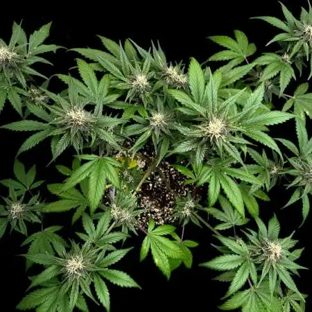 Purple Punch auto