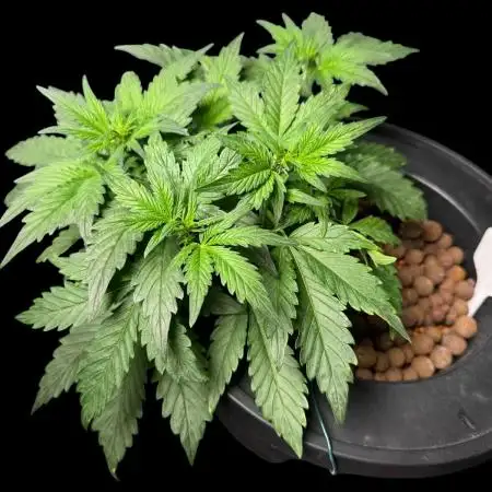Ak-47 XL / dwc