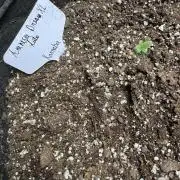Amnésies Dream XL Auto