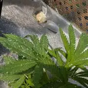 Golosa