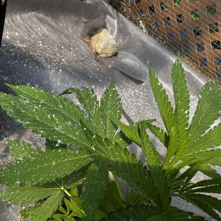 Golosa