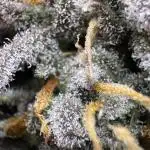 Auto Moon Rock
