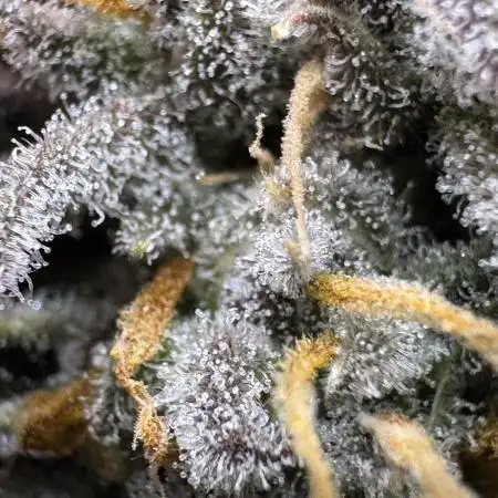 Auto Moon Rock