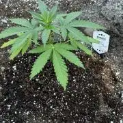 Amnesia Haze GoFast