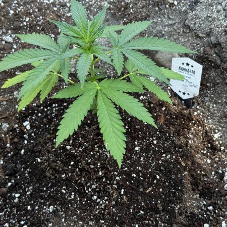 Amnesia Haze GoFast
