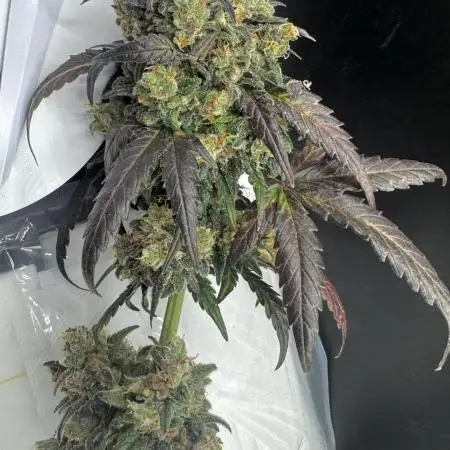 Strawberry cheesecake