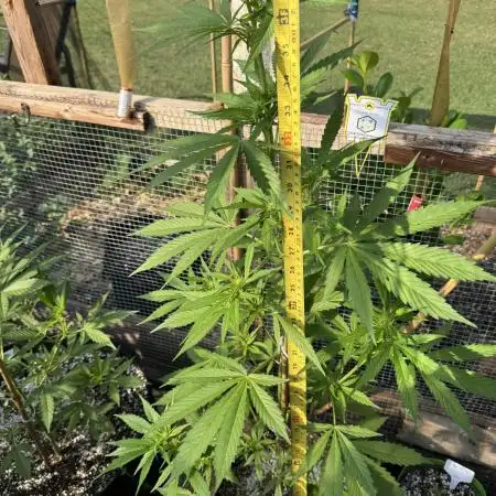 Auto Ak-47 XL