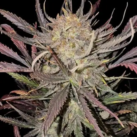 Moon Rock auto #2