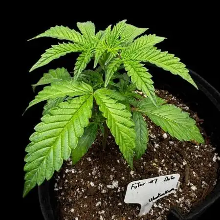 2x Futur #1 Auto