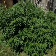 White Widow