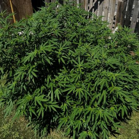 White Widow