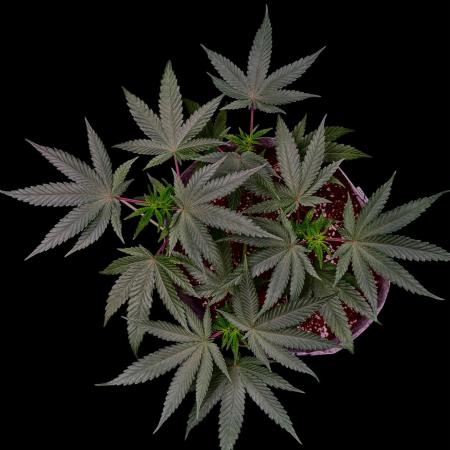 Gelato