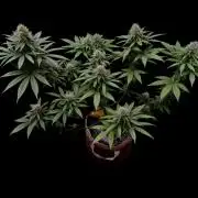 Pure skunk Go Fast